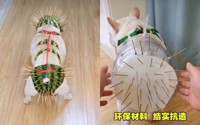 主子為狗狗裝上防貓抓神器! 全網痛斥:這是虐待