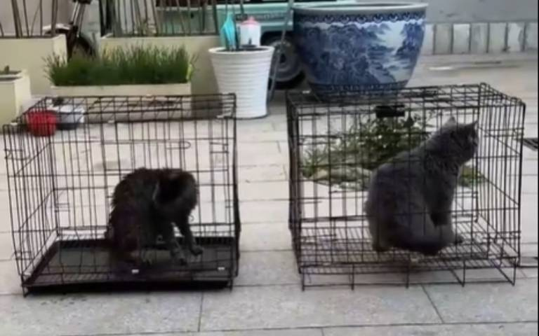 真是笨貓！喝水喝到掉進水缸　學到教訓還是再犯