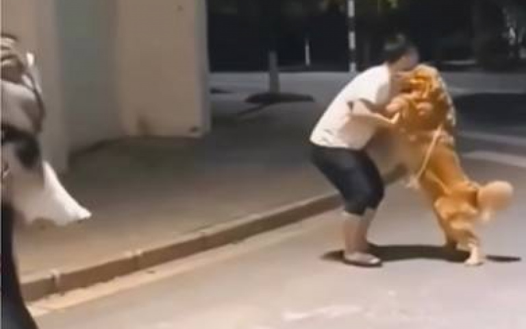 三隻狗狗互鬥! 結果卻是苦了主人