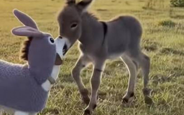 兩驢草原奔馳樂翻天！　牠眉頭一皺：你是真狗啊