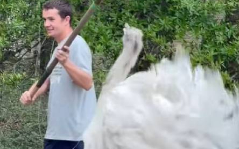 闖鴕鳥地盤取蛋　一招分散分散牠的注意力