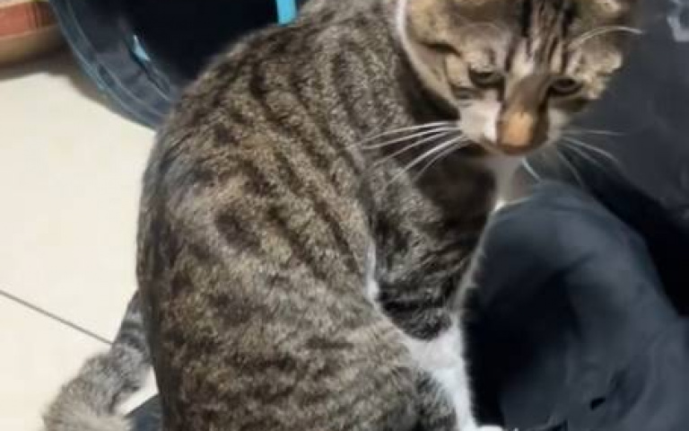 被暹羅貓欺負請狸花貓出頭　網友：你叫0元咬15萬嗎？