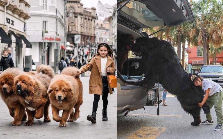 以為自己還是小萌犬的超大巨狗,撒嬌、討抱樣樣來!