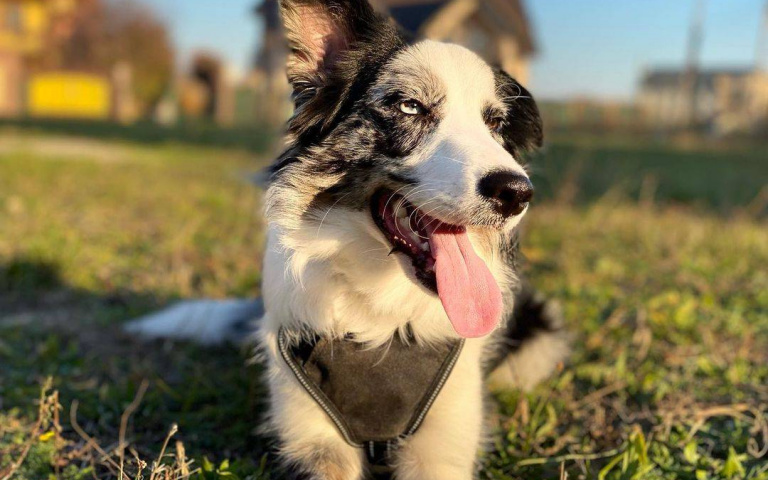 獸醫要求再觀察看看 焦急的飼主改問 ChatGPT 竟成功治好了愛犬
