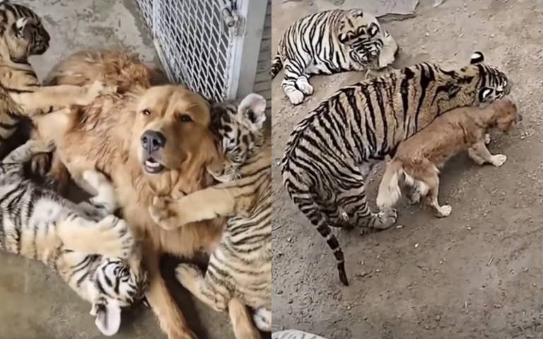 回來找奶媽！猛虎群包圍黃金獵犬　背後暖心故事曝光