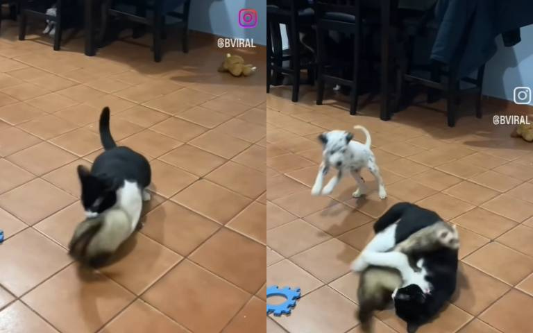 貂、貓、狗的追趕跑跳！5秒短片10天吸引百萬人圍觀