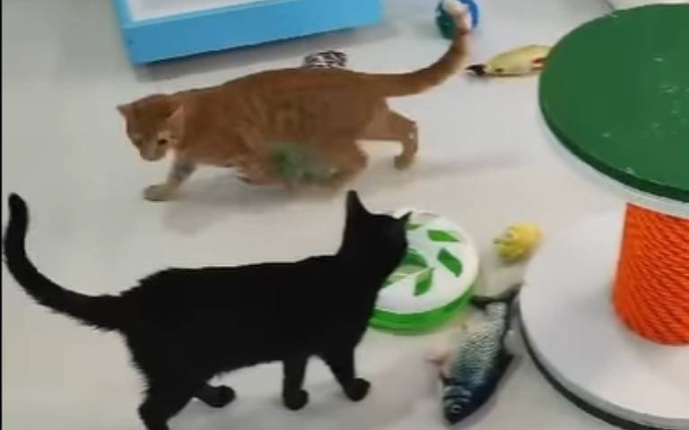 根本貓樂園！　萌貓小空間飛天遁地…收留牠們的是這單位