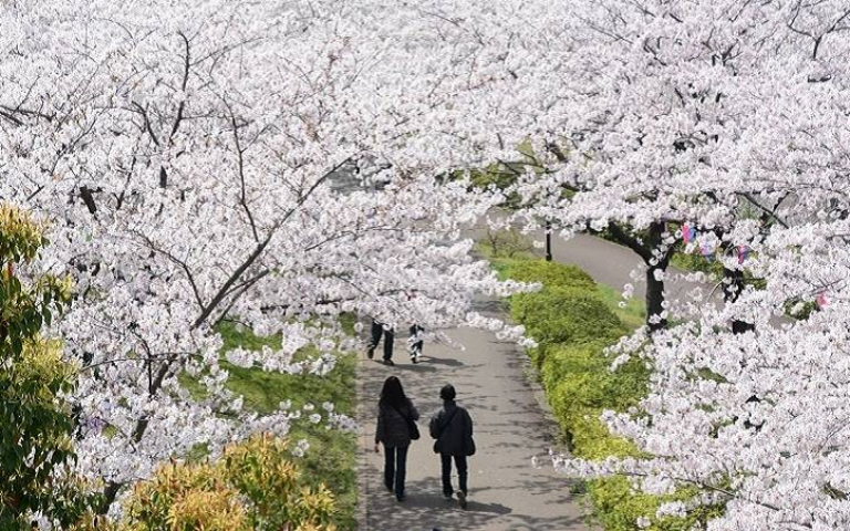 春日賞花前線2/東京私房景點追櫻去 打卡櫻花長廊、湖光山色中盡覽春櫻美景