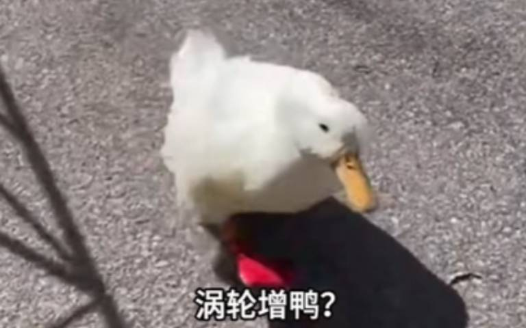 渦輪增鴨？主人讓鴨參加馬拉松　竟成功完賽輾壓眾人