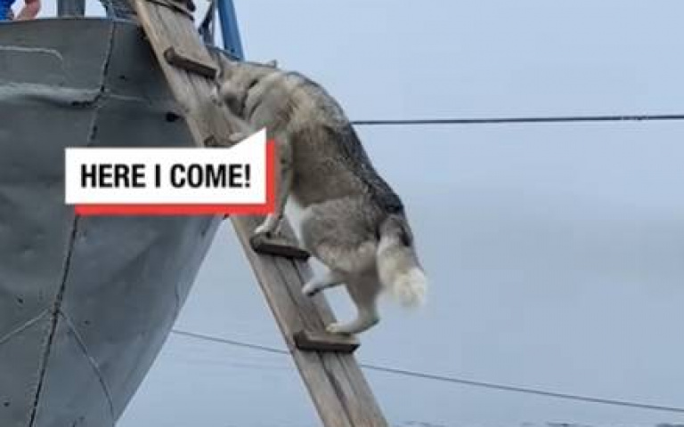 主人要哈士奇自己上船！　階梯超陡牠一度不敢走