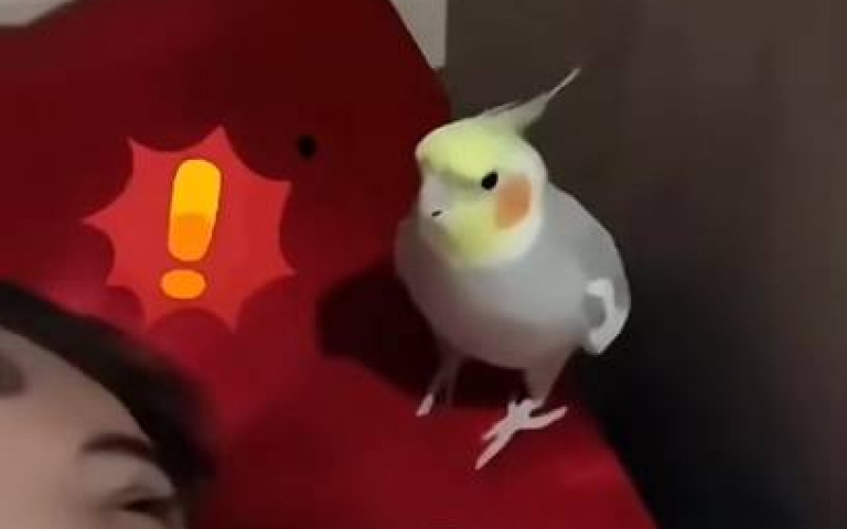 iPhone內建鬧鈴聲在叫！　主人瞪大眼睛「聲音從鸚鵡嘴裡傳來的」