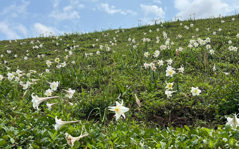 美到5月底!北海岸野百合正盛開中 花朵清香加無敵海景讓人來了就不想走