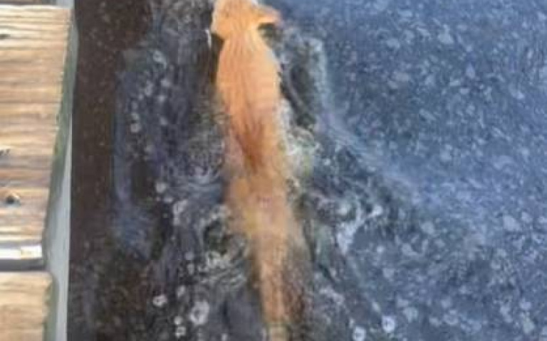 這真的是貓咪嗎？　毫不猶豫跳下水「還會游狗爬式」