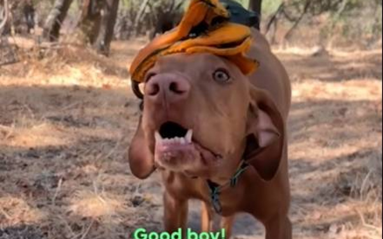 這狗根本芭蕾舞者！　樹枝、小豬娃娃都能放頭上頂