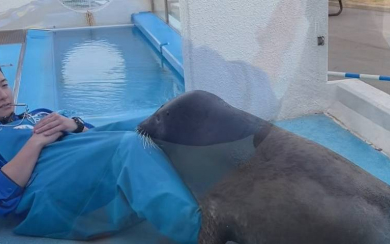 最可愛的健身好夥伴　海豹挺著圓潤大肚做仰臥起坐