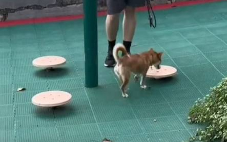 小狗跳上圓盤旋轉　網友笑翻：以為是玩遊戲在選角