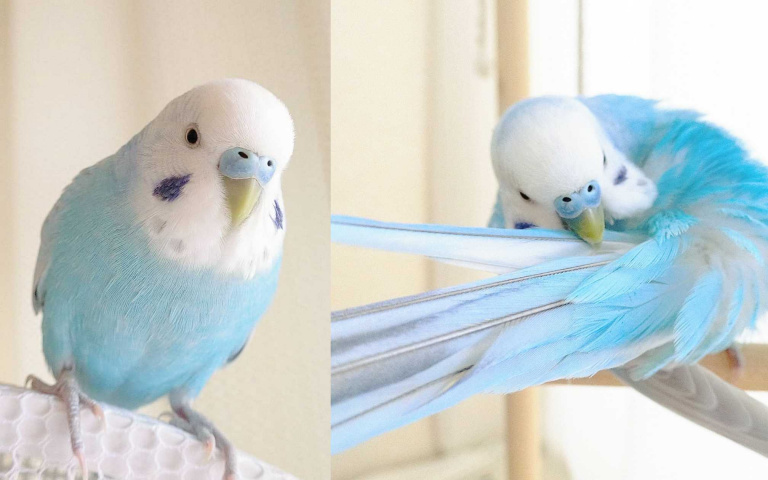 帶著藍眼淚般小腮紅！療癒系冰藍蘇打鸚鵡超吸睛