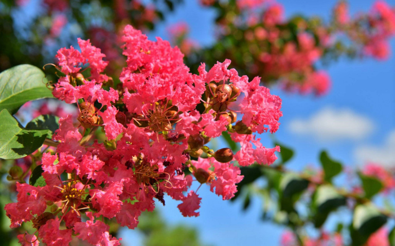 到彰化賞紫薇花海！　情侶出示親吻照　可享成美文化園入園優惠
