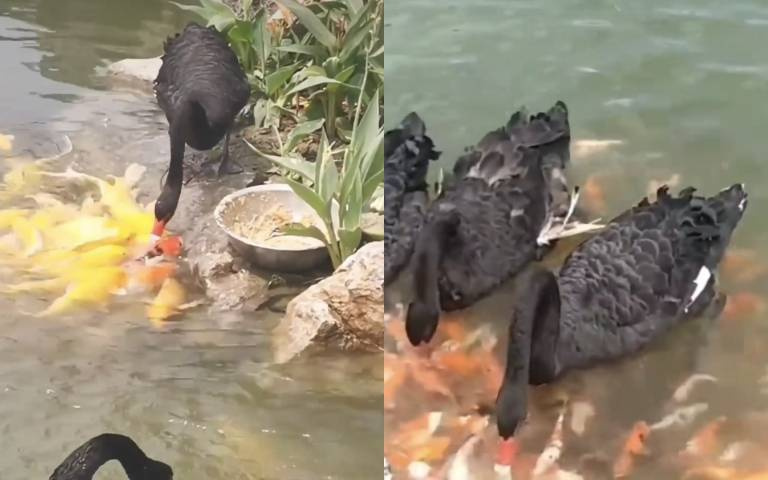 動物奇觀！黑天鵝餵魚　網揭神秘真相