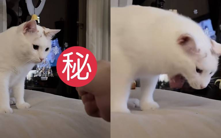 貓咪一聞「這食物」立馬露出嘔吐的表情?網說:再窮也不能吃屎呀!
