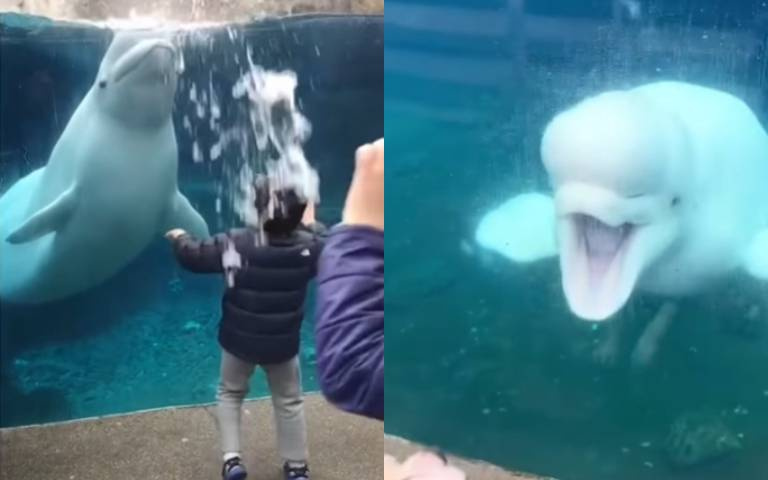 調皮小白鯨！　不只喜歡捉弄人、還會嚇小狗