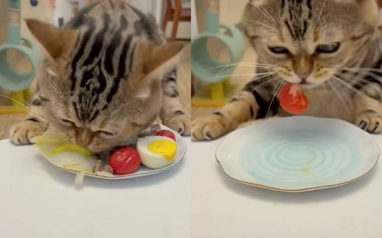 青菜底加啦！貓咪愛吃蔬菜水果　跳上桌秒速清盤