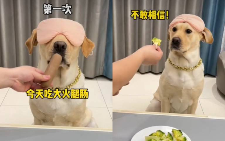 狗狗拒絕蔬菜怎辦？主人想到超狂妙招　網笑翻：事不過三啦