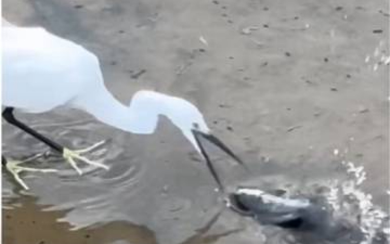 晚餐把在眼前卻沒吃！白鷺鷥叼起擱淺魚　下秒竟然這樣做震驚全網