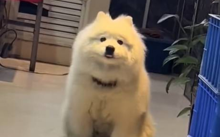 可愛呆萌是天使？　狗主人3原因要大家千萬別養薩摩耶