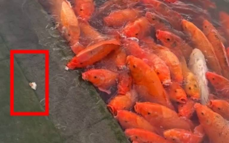 為了吃吐司拚了!魚「寧可擱淺」也要幹飯…網悟出大道理