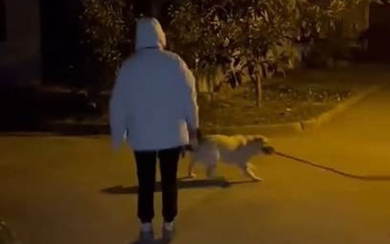 拉拉咬樹枝打轉!意圖絆倒主人 網看完影片擔憂:你暈不暈?