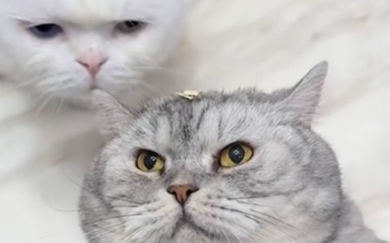 聽說貓咪只會舔地位比較低的？　實測下來「家中最沒話語權的是他」