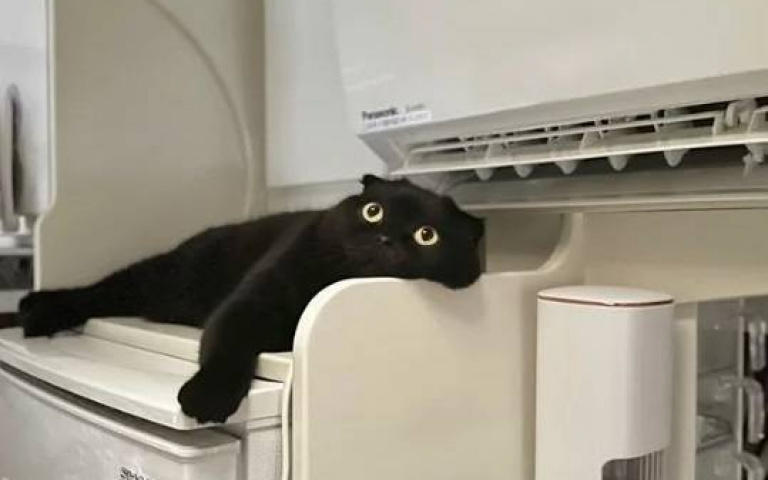 黑貓霸佔「冷氣黃金位」爽成軟泥　網笑：我也想變成那隻貓