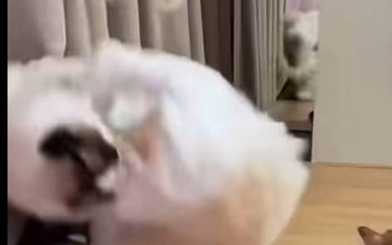 貓咪打架直球對決開幹　緬因貓出拳卻猶豫個半天