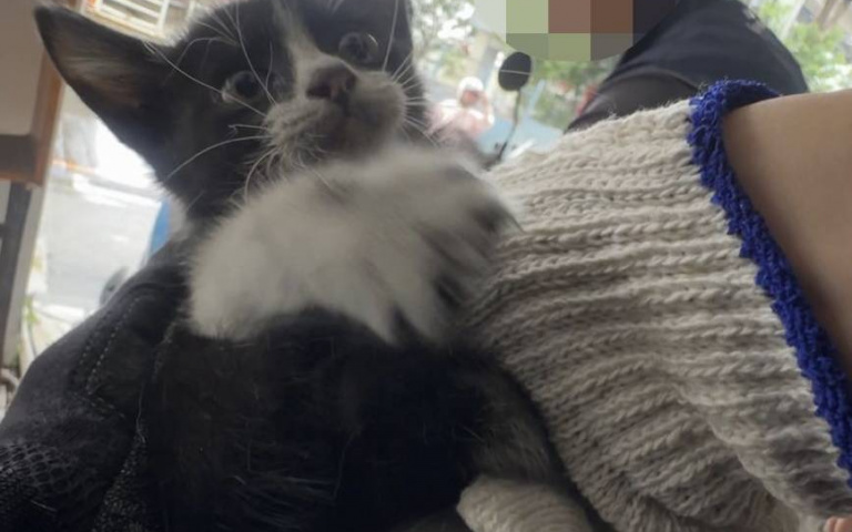 喵喵救援隊出動！警颱風天機車中救出凌亂小貓　化身奶爸輕哄「你好棒」