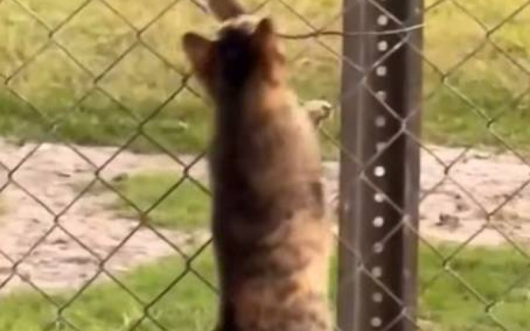 驚險逃過貓爪！　老鼠下秒被雞啄爛