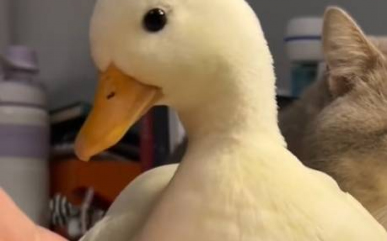 柯爾鴨和貓咪的詭異關係　有時單向奔赴、有時私約暗處