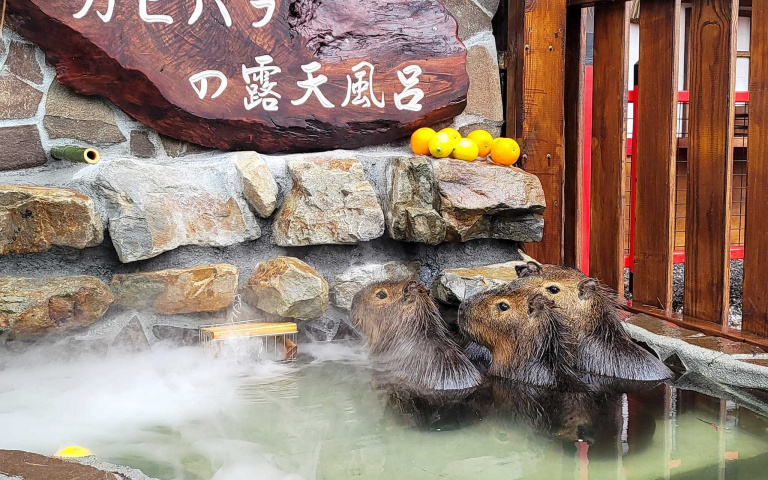 台灣也可以看到水豚君泡湯啦!宜蘭最新景點一秒飛到日本 還有超萌小鹿等你來餵食