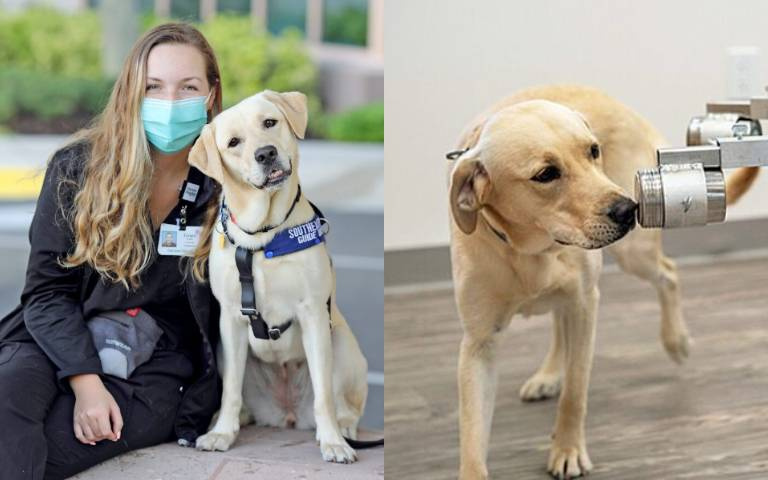 汪汪立大功!美國首隻「COVID-19氣味嗅探犬」成為英雄,抓出確診者「幫人類度過浩劫」!