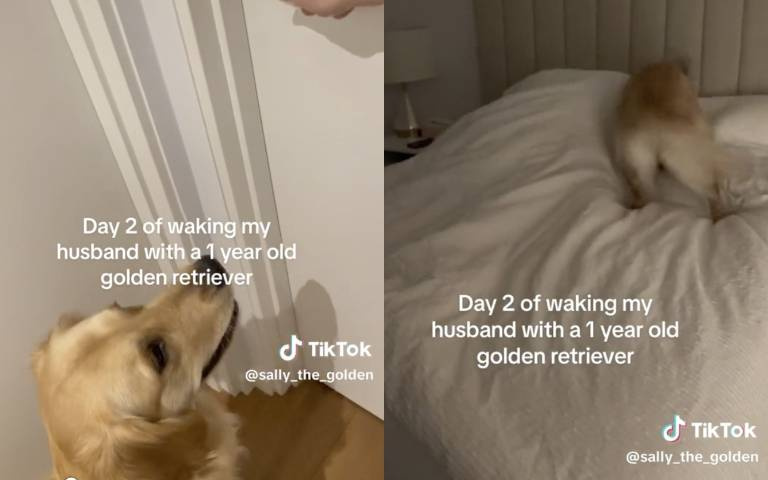 甜蜜的負荷!黃金獵犬化身超強萌鬧鐘 激動叫醒熟睡主人