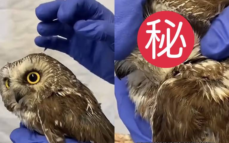 「貓頭鷹」的耳朵你看過嗎？掀開後竟然可以直接看到眼球！？