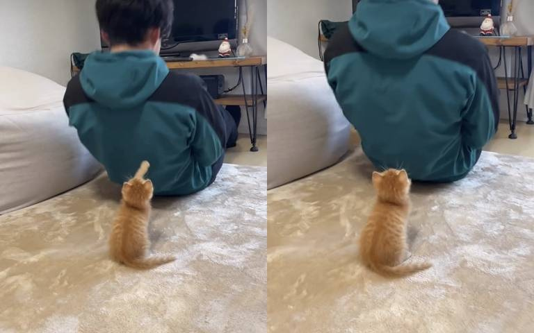 軟萌貓的斯巴達教育！揮著手不讓主人停止「這項」運動！