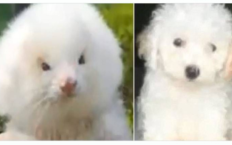 男花150美元買兩隻貴賓狗　打疫苗獸醫驚：這根本不是狗