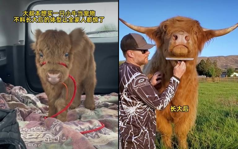 全家人都驚呆！寵物小牛變巨牛　長大仍愛依偎撒嬌