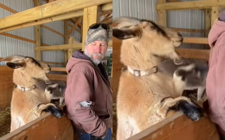 大羊伸前腳搏人眼球　大叔撇眼不理牠開始撒嬌