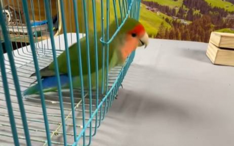 小鸚鵡逃獄記？　自己開大門跳出去「做完這動作又跑回來」