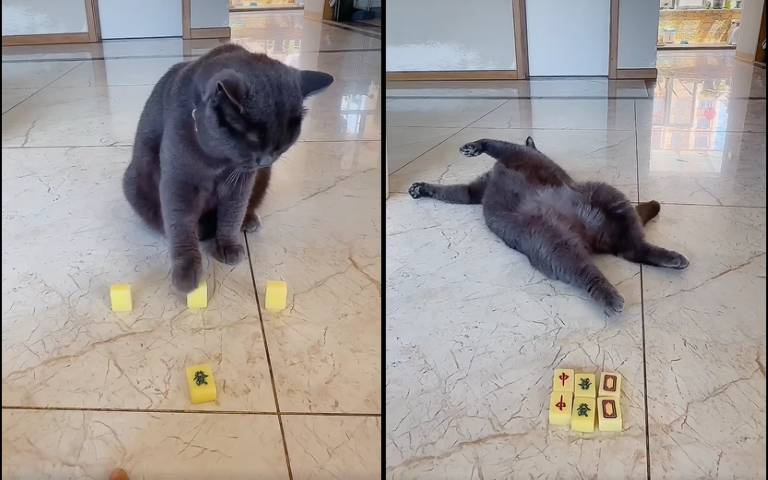 麻將神喵！黑貓竟能辨認中發白　連線遊戲輕鬆過關