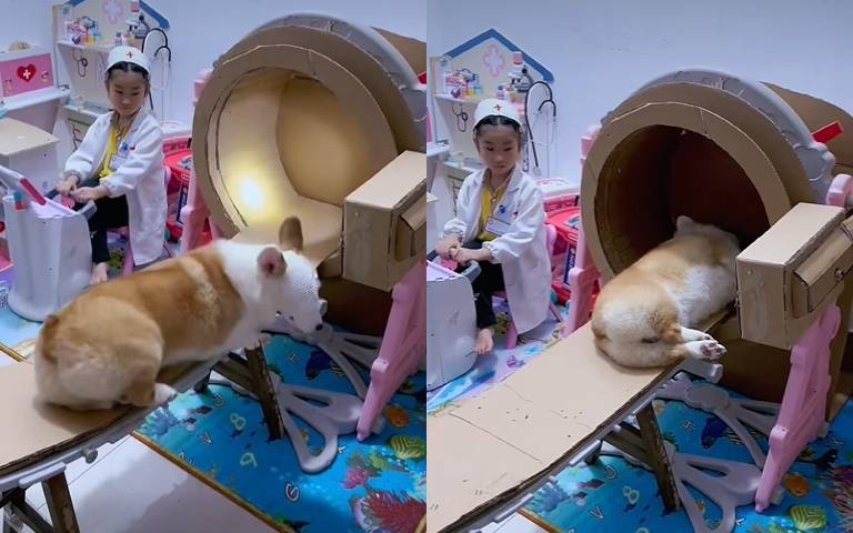 狗生真難！柯基陪玩超配合　結束後眼神死逃離摔地