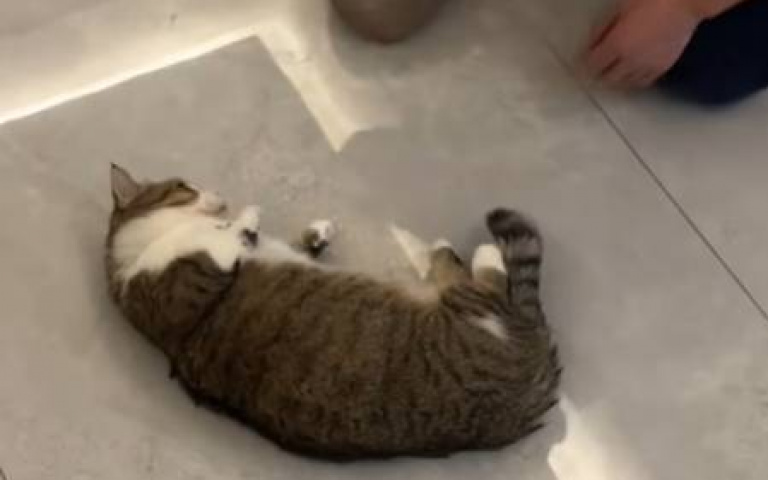 貓狗轉圈轉上癮！主人一問：還要玩嗎？　牠自動倒下還呼嚕了起來