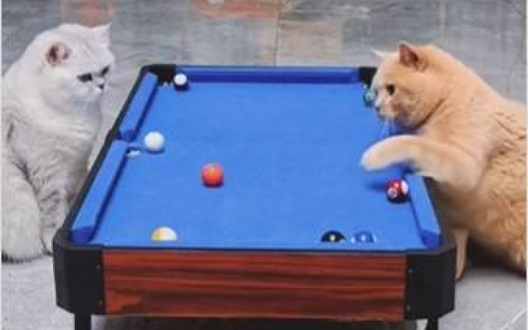 作弊貓！　兩喵打撞球「牠手腳並用」還一臉無辜畫面曝